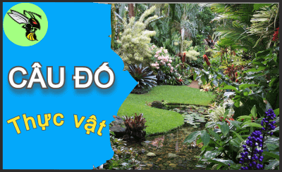 Tổng hợp câu đố dân gian có đáp án - Phần 75